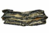 Mammoth Molar Slice With Case - South Carolina #106546-1